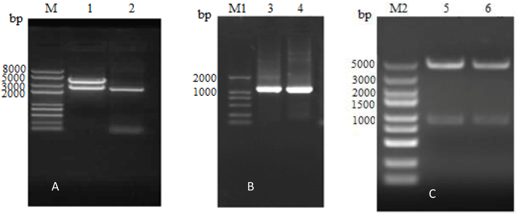 Viruses 05 01114 g002 1024