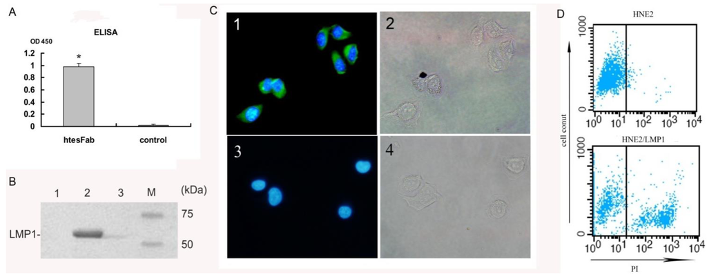Viruses 05 01131 g003 1024