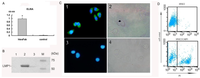Viruses 05 01131 g003 200