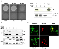 Viruses 05 01143 g001 200
