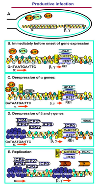 Viruses 05 01208 g001 200