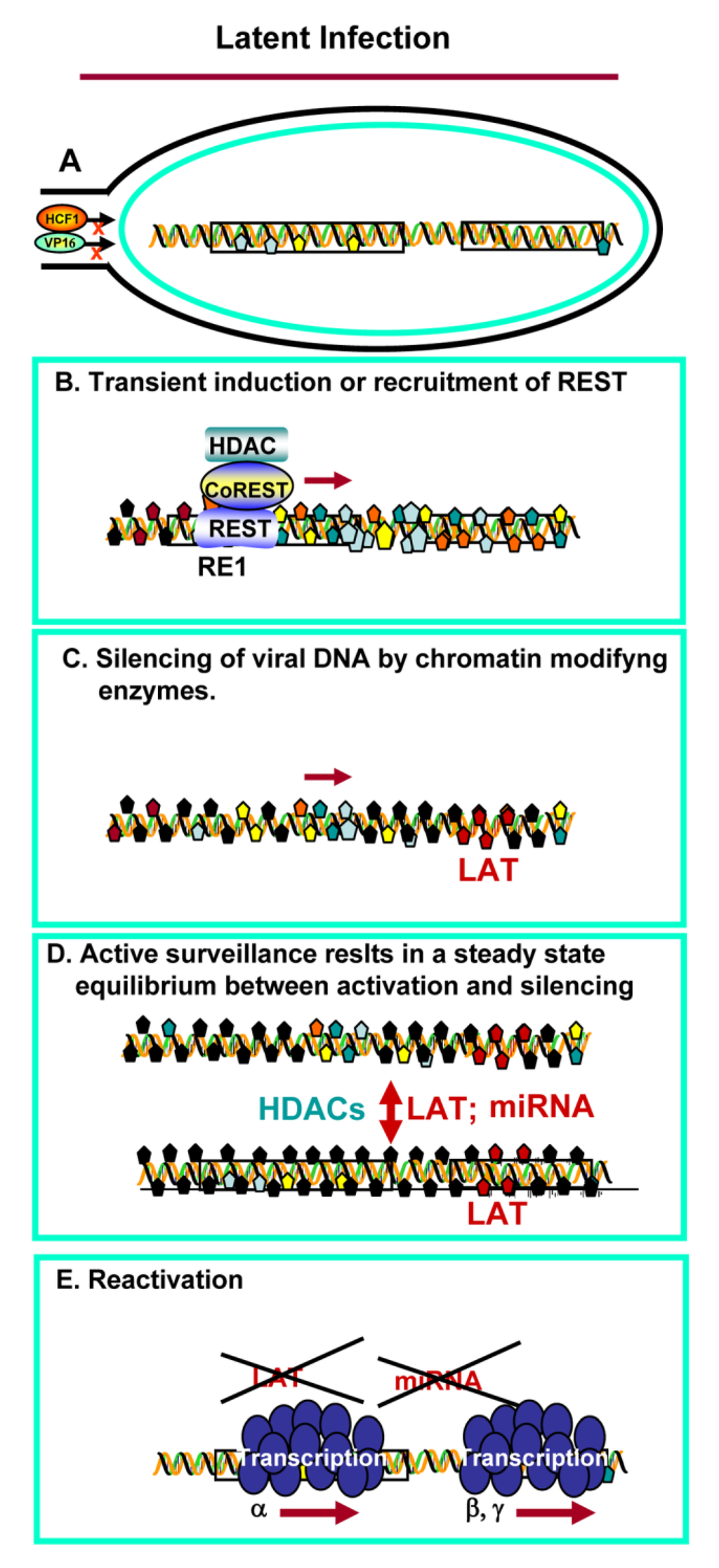 Viruses 05 01208 g002 1024