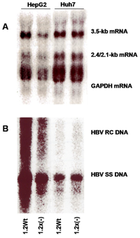 Viruses 05 01261 g001 200