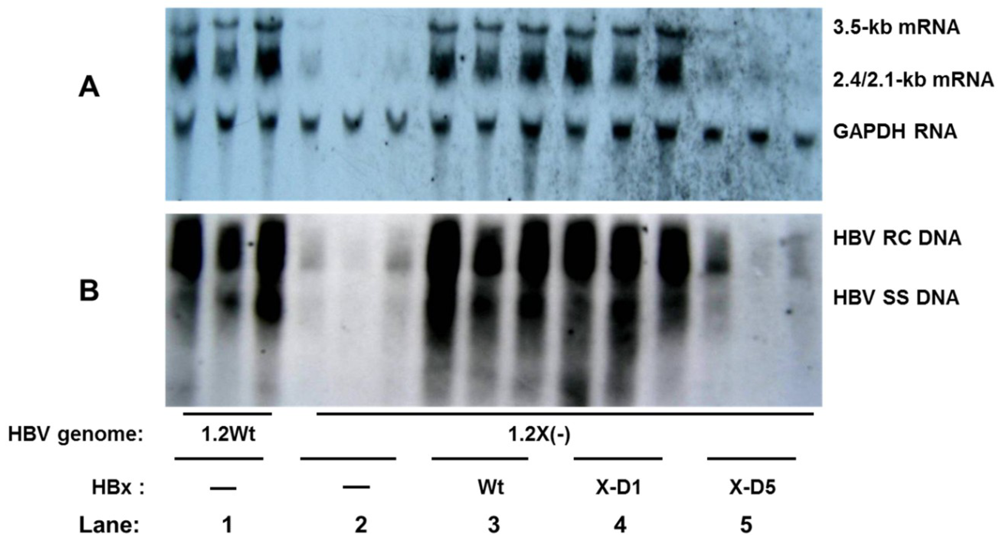 Viruses 05 01261 g002 1024