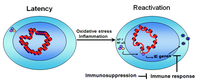 Viruses 05 01325 g003 200