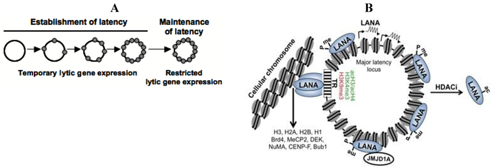 Viruses 05 01346 g002