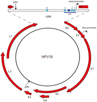 Viruses 05 01374 g001 200