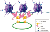 Viruses 05 01374 g004 200