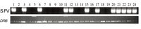 Viruses 05 01414 g001 200