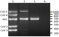 Viruses 05 01655 g001 200