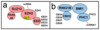 Viruses 05 01740 g003 200
