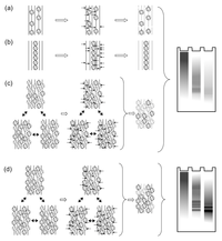 Viruses 05 01758 g001 200