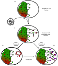 Viruses 05 01758 g002 200