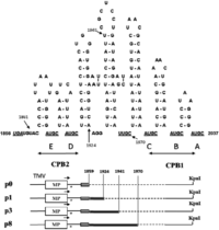Viruses 05 01802 g002 200