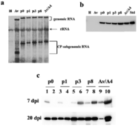 Viruses 05 01802 g003 200