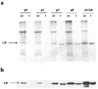 Viruses 05 01802 g004 200