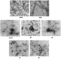 Viruses 05 01802 g005 200
