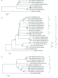 Viruses 05 01815 g001 200