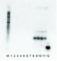 Viruses 05 01815 g002 200