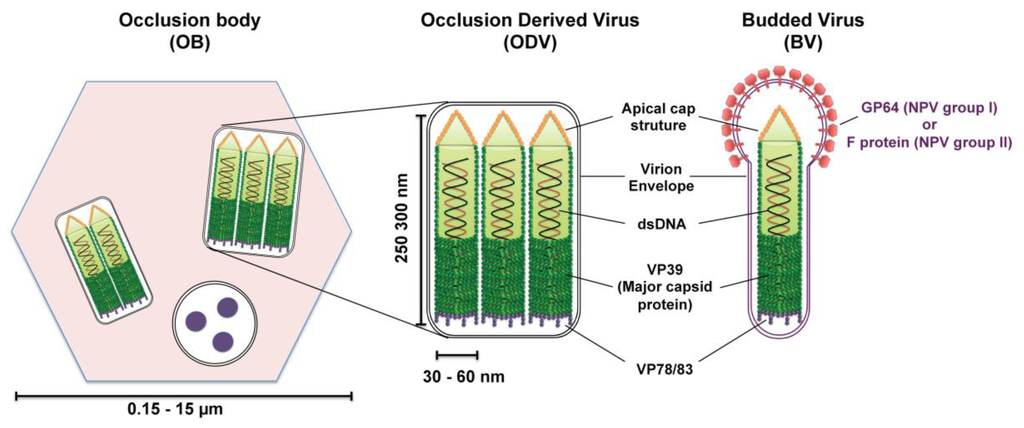 Viruses 05 01885 g002 1024