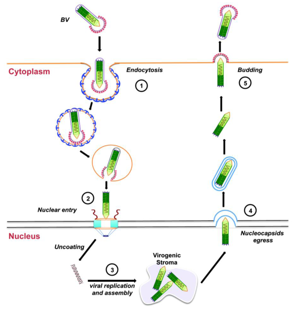 Herpes simplex virus - Wikipedia