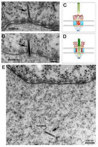 Viruses 05 01885 g004 200