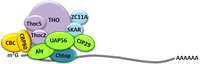 Viruses 05 01901 g001 200