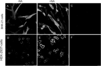 Viruses 05 01924 g003 200