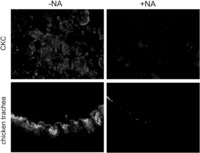 Viruses 05 01924 g006 200