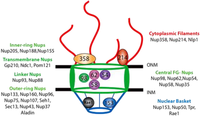 Viruses 05 02019 g001 200