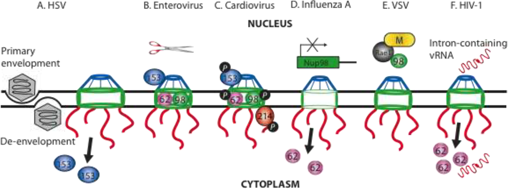 Viruses 05 02019 g003 1024