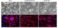 Viruses 05 02106 g001 200