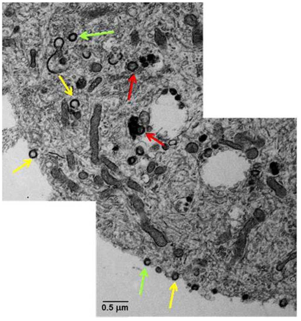 Viruses 05 02106 g002 1024