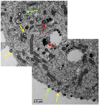 Viruses 05 02106 g002 200