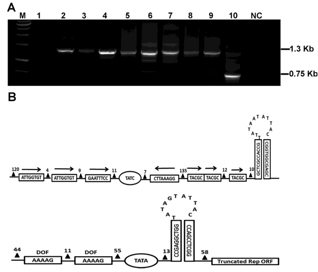 Viruses 05 02116 g001 1024