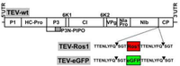 Viruses 05 02153 g001 200