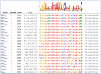 Viruses 05 02169 g004 200
