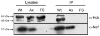 Viruses 05 02235 g001 200