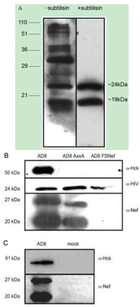 Viruses 05 02235 g003 200
