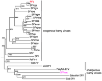 Viruses 05 02349 g004 200