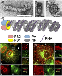 Viruses 05 02424 g001 200