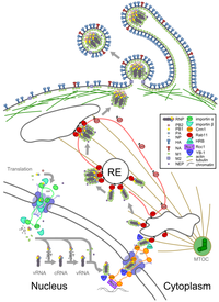 Viruses 05 02424 g002 200