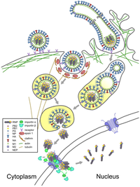 Viruses 05 02424 g003 200