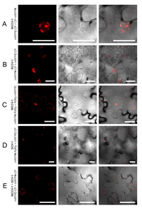 Viruses 05 02512 g003 200