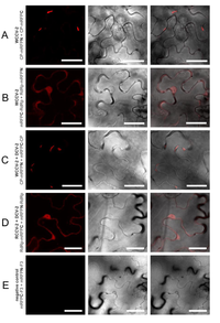 Viruses 05 02512 g004 200