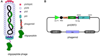 Viruses 05 02531 g001 200