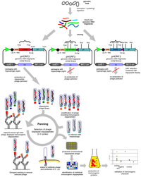 Viruses 05 02531 g002 200