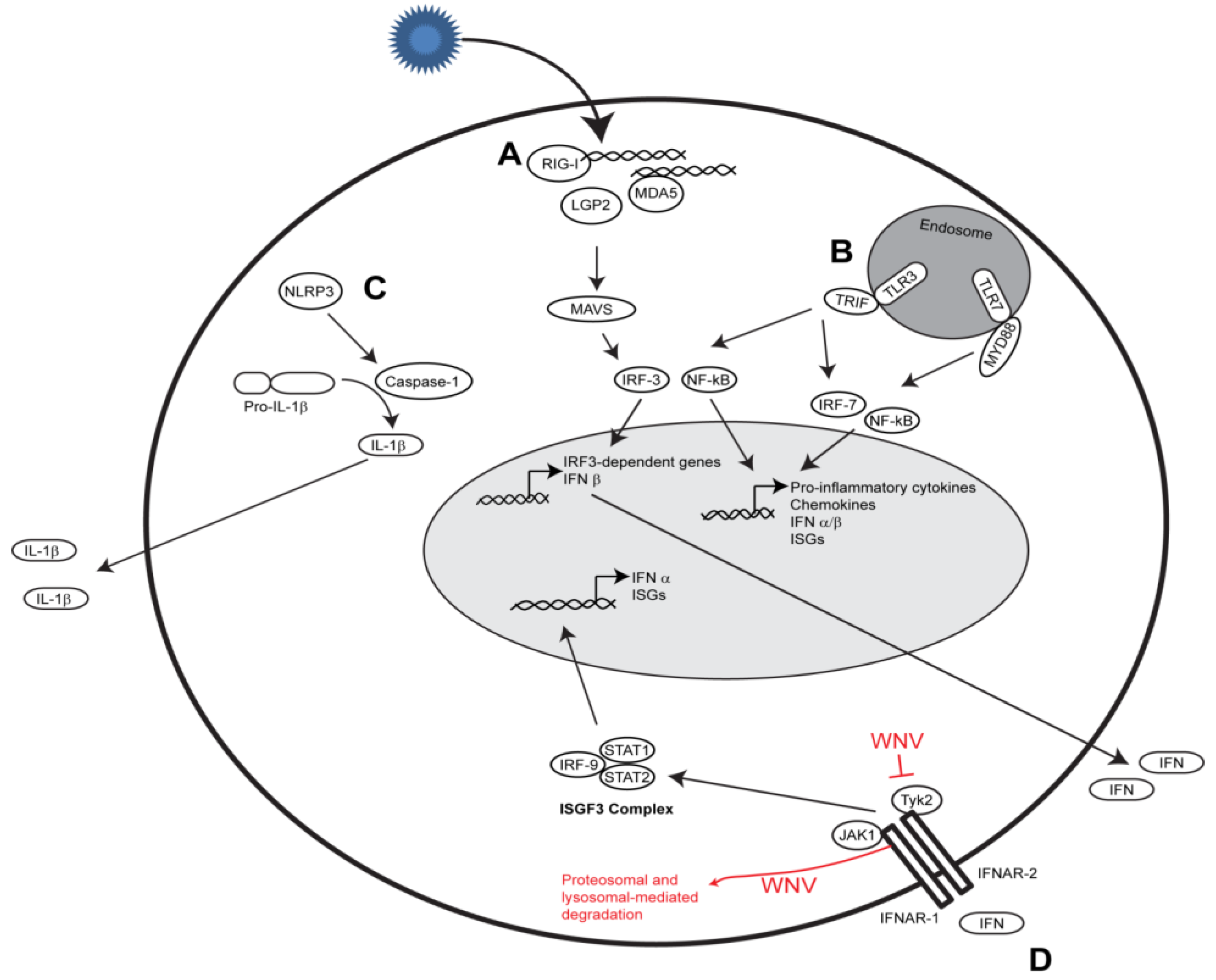 Viruses 05 02643 g001
