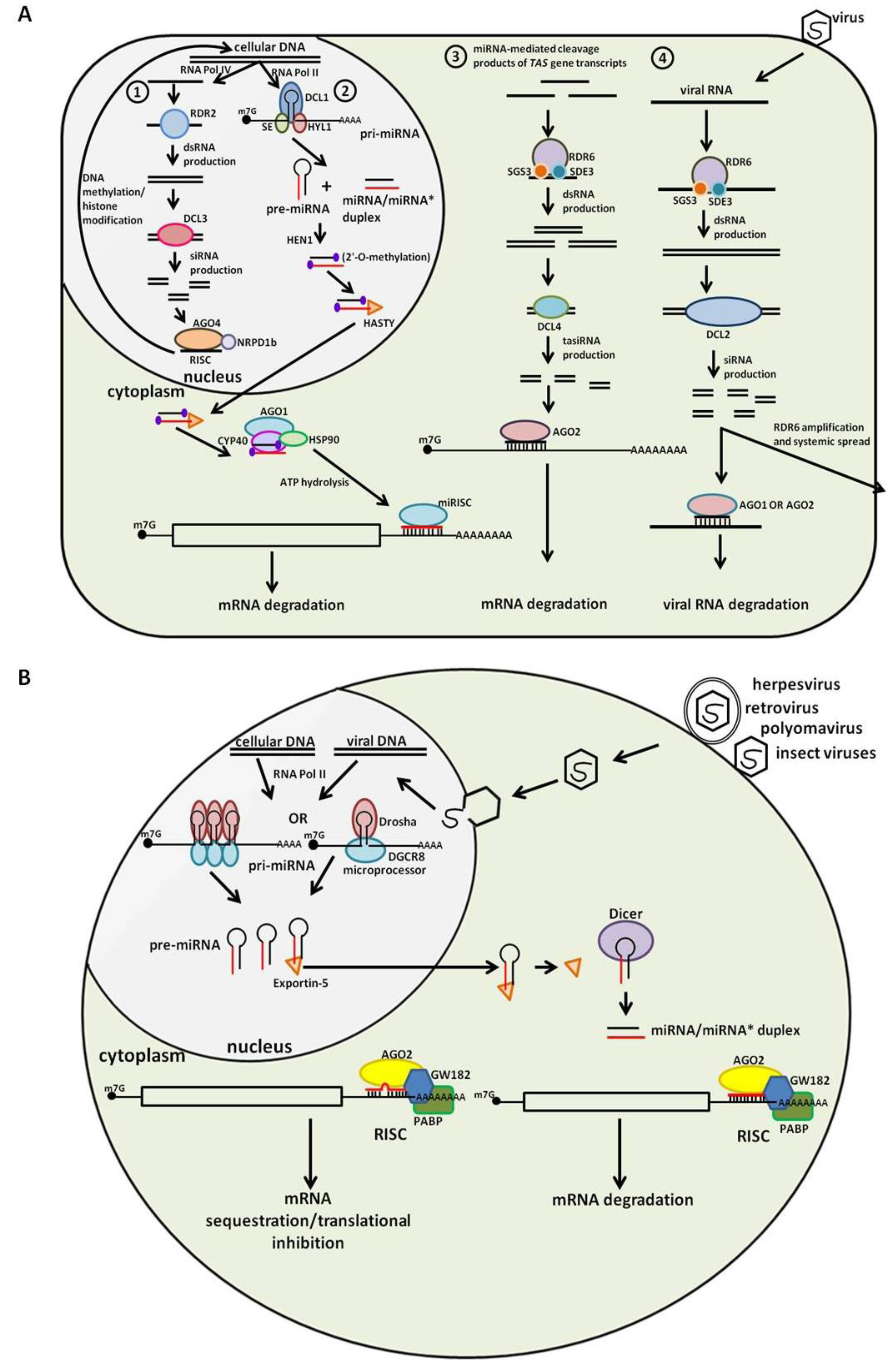 viruses free full text involvement of eukaryotic small rna small rna