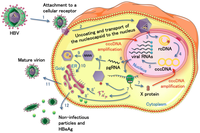 Viruses 05 02690 g002 200